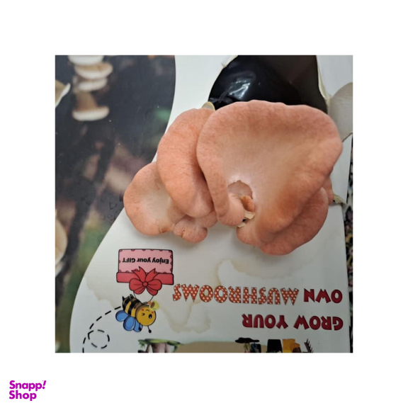 بسته قارچ خوراکی خانواده باهوش من کد 14030917