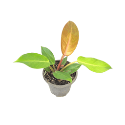 گیاه طبیعی فیلودندرون پرتقالی کد mm01