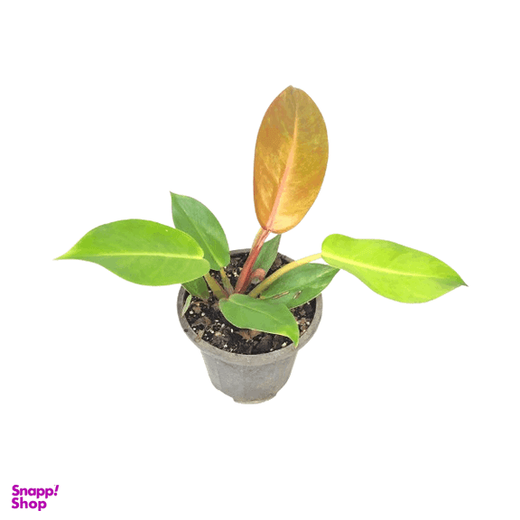 گیاه طبیعی فیلودندرون پرتقالی کد mm01