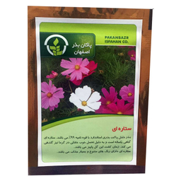 بذر گل ستاره ای پاکان بذر PBGol-134
