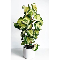 قیم خزه دار کد 02 بسته 3 عددی