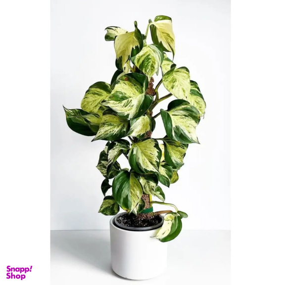 قیم خزه دار کد 02 بسته 3 عددی