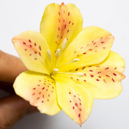 ست کاتر و وینر فوندانت به گز مدل گل آلسترومریا مجموعه 6 عددی