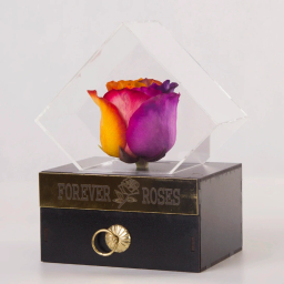 گل رز جاودان کشو دار کد 2450