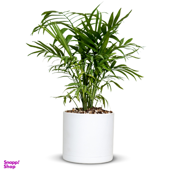 گیاه طبیعی نخل شامادورا کد 23910