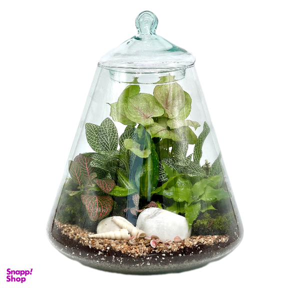 تراریوم مدل هرمی 2 سایز بزرگ