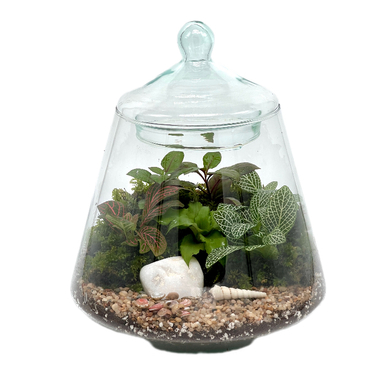 تراریوم مدل هرمی 2 سایز متوسط