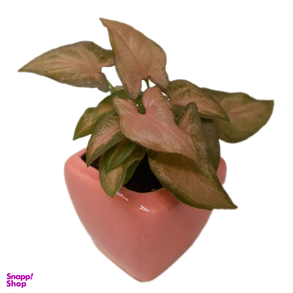 گیاه طبیعی سینگونیوم صورتی کد 02