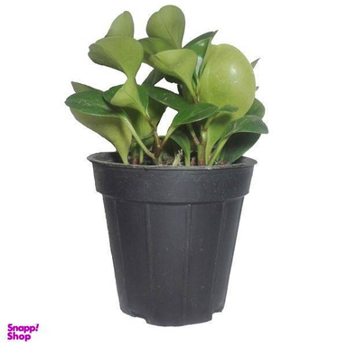 گل طبیعی قاشقی سبز کد 114