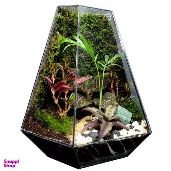 تراریوم ترارتوس مدل 03