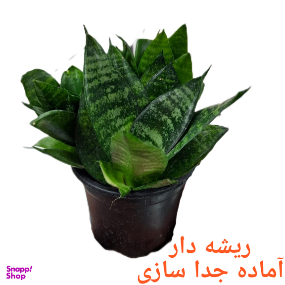 گیاه طبیعی سانسوریا پا کوتاه کد 2520