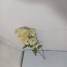 شاخه گل طبیعی داوودی کد 18