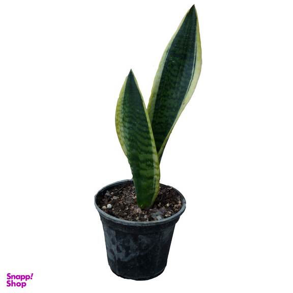 گیاه طبیعی سانسوریا ابلق مدل کرواتی کد 01