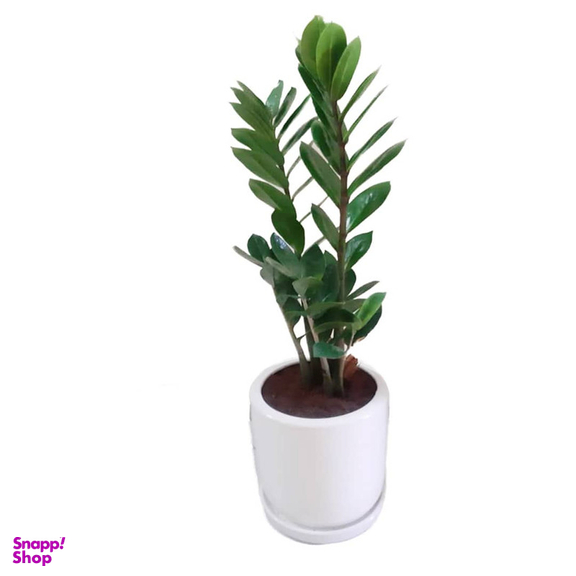 گیاه طبیعی زاموفیلیا گرین لایف مدل P1003