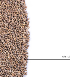 شاهدانه نمکی بارجیل