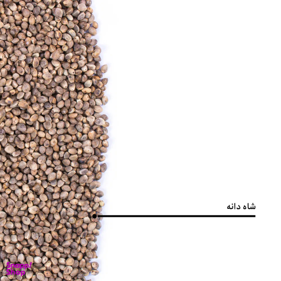 شاهدانه نمکی بارجیل