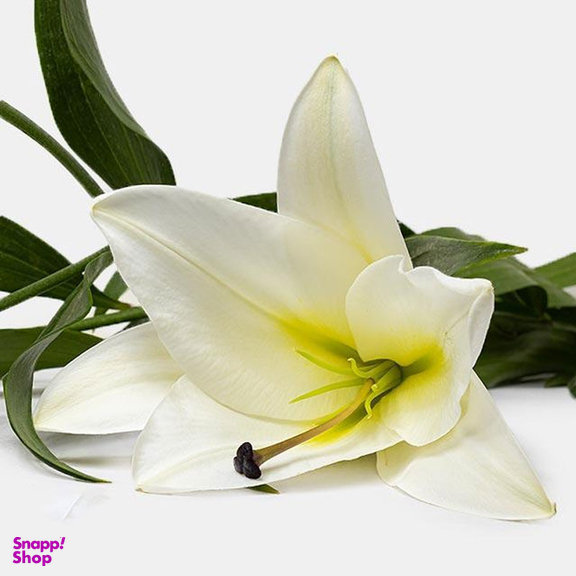 شاخه گل طبیعی لیلیوم اورینتال رنگ سفید