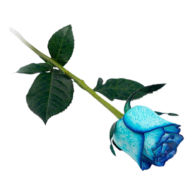 گل رز آبی 1 شاخه