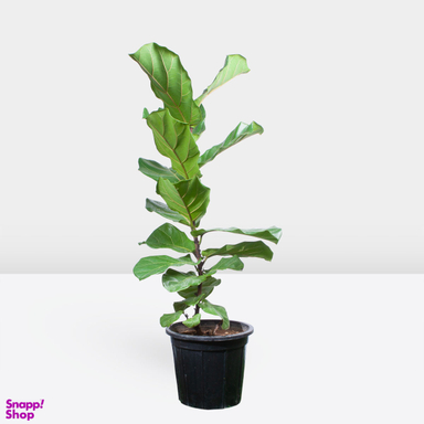 گیاه طبیعی فیکوس لیراتا کد 022