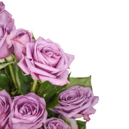 دسته گل رز هلندی یاسی هیمان کد Ro06