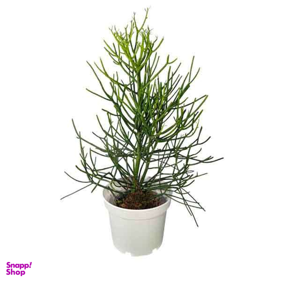 گیاه آپارتمانی طبیعی افوربیا تیروکالی کد 06