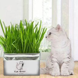 علف گربه Catgrass مدل ca200