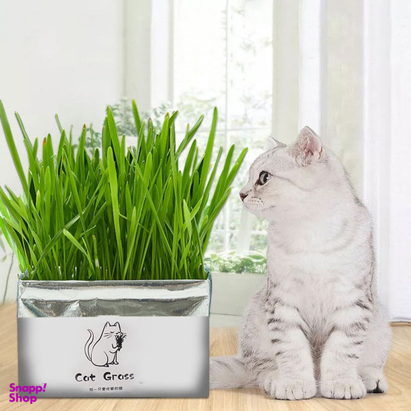 علف گربه Catgrass مدل ca200