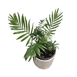 گیاه طبیعی نخل شامادورا کد 02