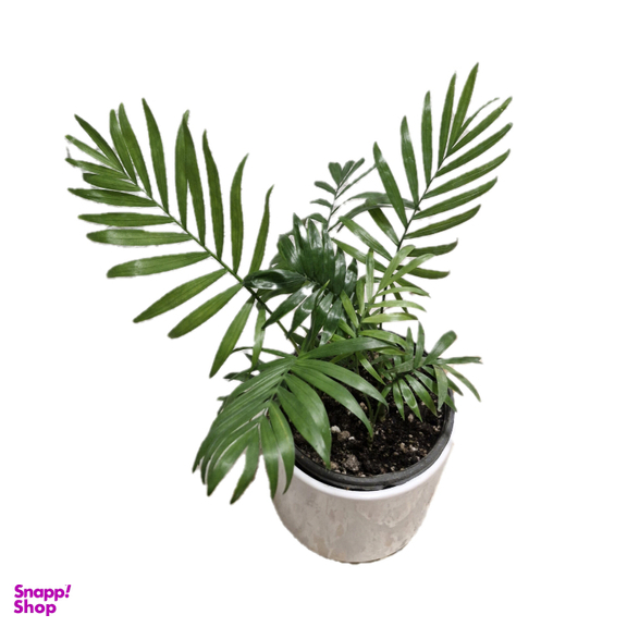 گیاه طبیعی نخل شامادورا کد 02