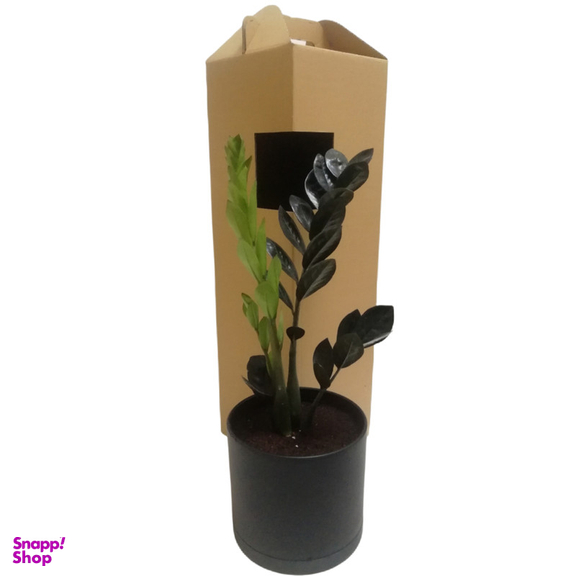 گياه طبيعی زاموفيليا سوپر بلك كد LS-05G