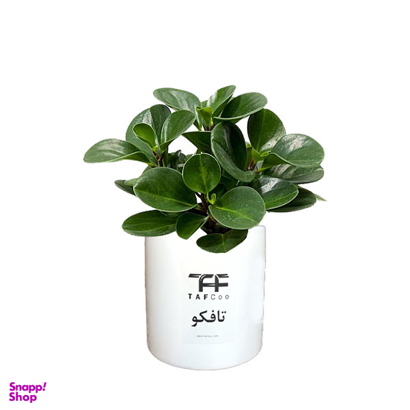 گل طبیعی قاشقی تافکو مدل s1