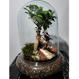 تراریوم مدل بونسای فیکوس کد 07