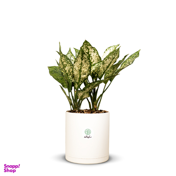 گیاه طبیعی آگلونما سفیدبرفی 2 بوته کد 20456