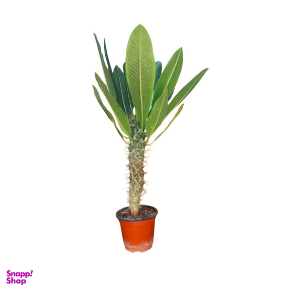 گلدان طبیعی نخل ماداگاسکار امیستا کد AM01