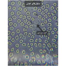 میکروسکوپ دوچشمی مدل Binocular 1000X به همراه کیف حمل