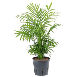 گیاه طبیعی شامادورا کد 001300