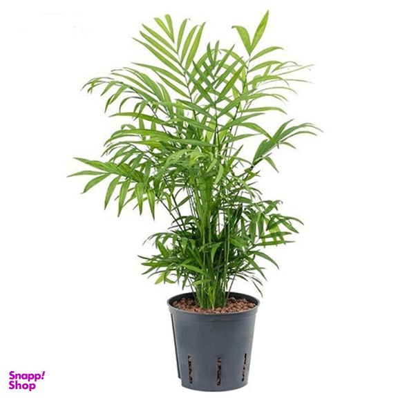 گیاه طبیعی شامادورا کد 001300