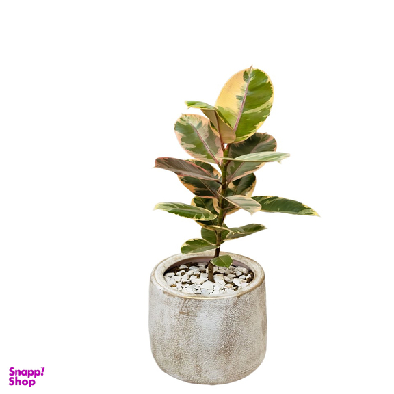 گل آپارتمانی فیکوس الاستیکا مدل FE110-40