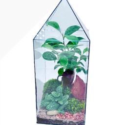تراریوم بنسای مدل مینی آشیونه