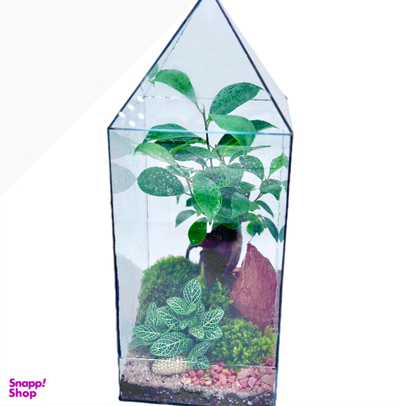 تراریوم بنسای مدل مینی آشیونه