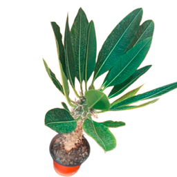 گلدان طبیعی نخل ماداگاسکار امیستا کد AM01