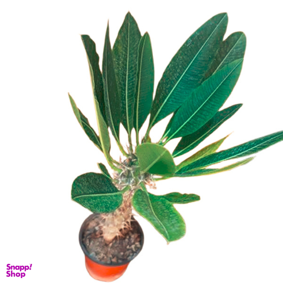 گلدان طبیعی نخل ماداگاسکار امیستا کد AM01