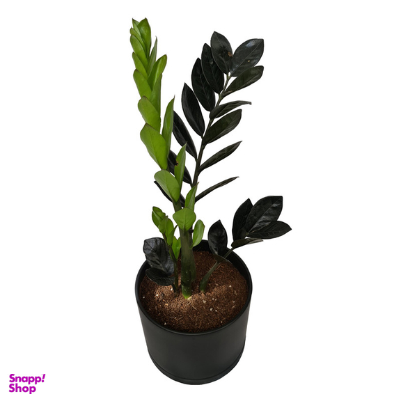 گياه طبيعی زاموفيليا سوپر بلك كد LS-05G