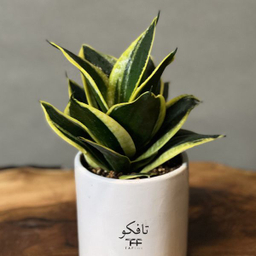 گل طبیعی سانسوریا ابلق تافکو مدل پا کوتاه کد s2