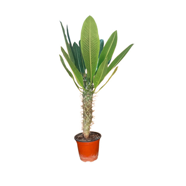 گلدان طبیعی نخل ماداگاسکار امیستا کد AM01