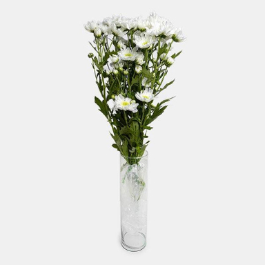 دسته گل طبیعی داوودی رنگ سفید