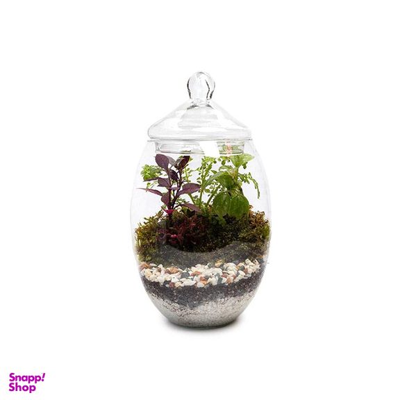تراریوم شیشه ای مدل خمره ای سایز کوچک