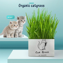 علف گربه Catgrass مدل ca200