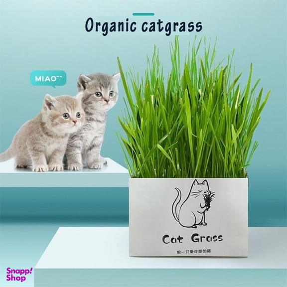 علف گربه Catgrass مدل ca200