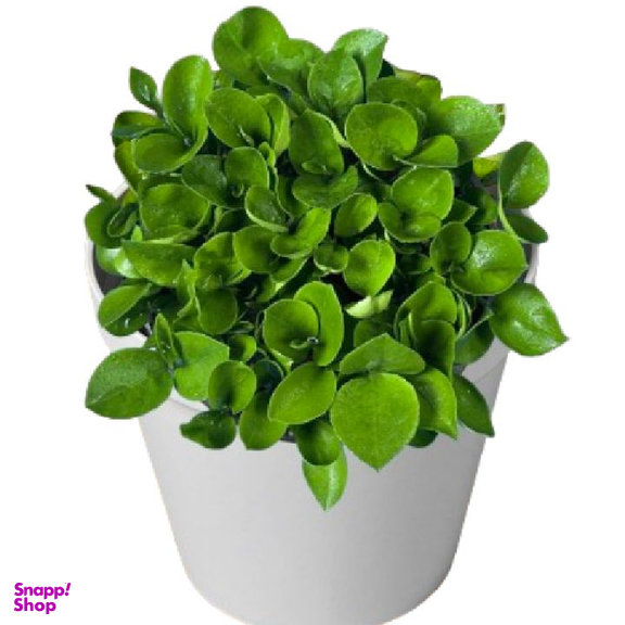 سبزه نارنج لیندا مدل نوروز کد 4 سایز کوچک